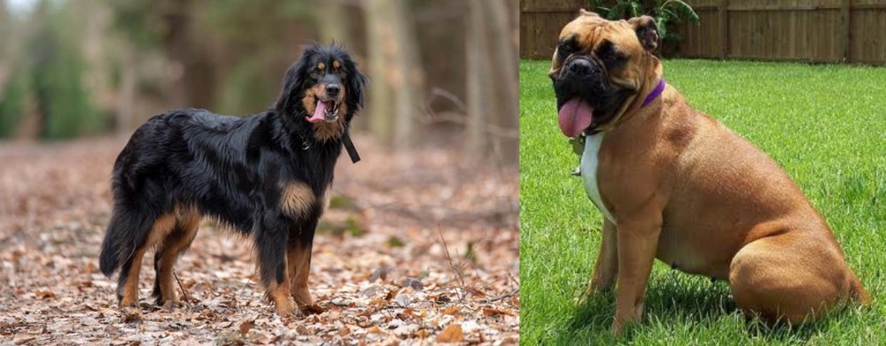 Valley Bulldog vs Hovawart - Breed Comparison
