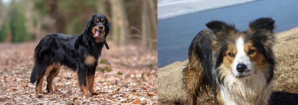 Welsh Sheepdog vs Hovawart - Breed Comparison