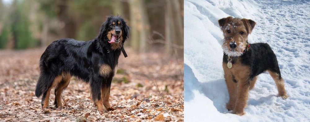 Welsh Terrier vs Hovawart - Breed Comparison