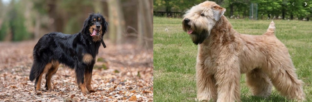 Wheaten Terrier vs Hovawart - Breed Comparison