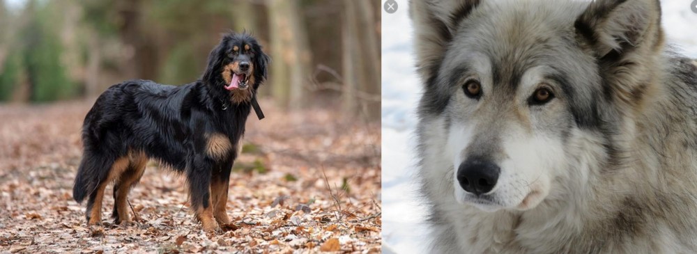 Wolfdog vs Hovawart - Breed Comparison