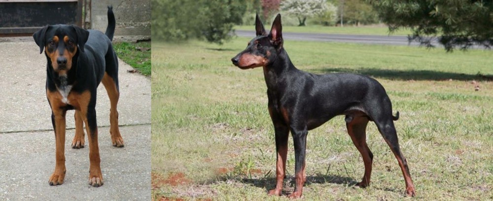 Manchester Terrier vs Hungarian Hound - Breed Comparison