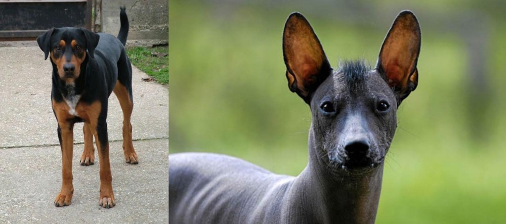 Mexican Hairless vs Hungarian Hound - Breed Comparison