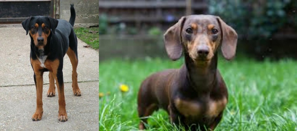 Miniature Dachshund vs Hungarian Hound - Breed Comparison