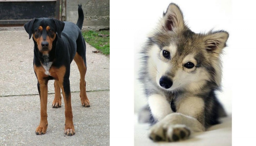 Miniature Siberian Husky vs Hungarian Hound - Breed Comparison