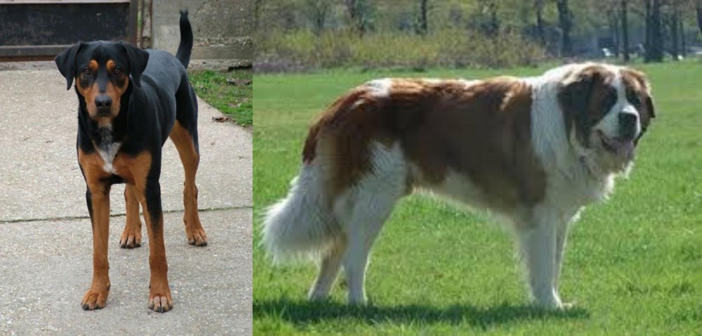 Moscow Watchdog vs Hungarian Hound - Breed Comparison