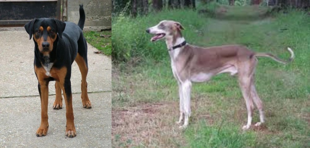 Mudhol Hound vs Hungarian Hound - Breed Comparison
