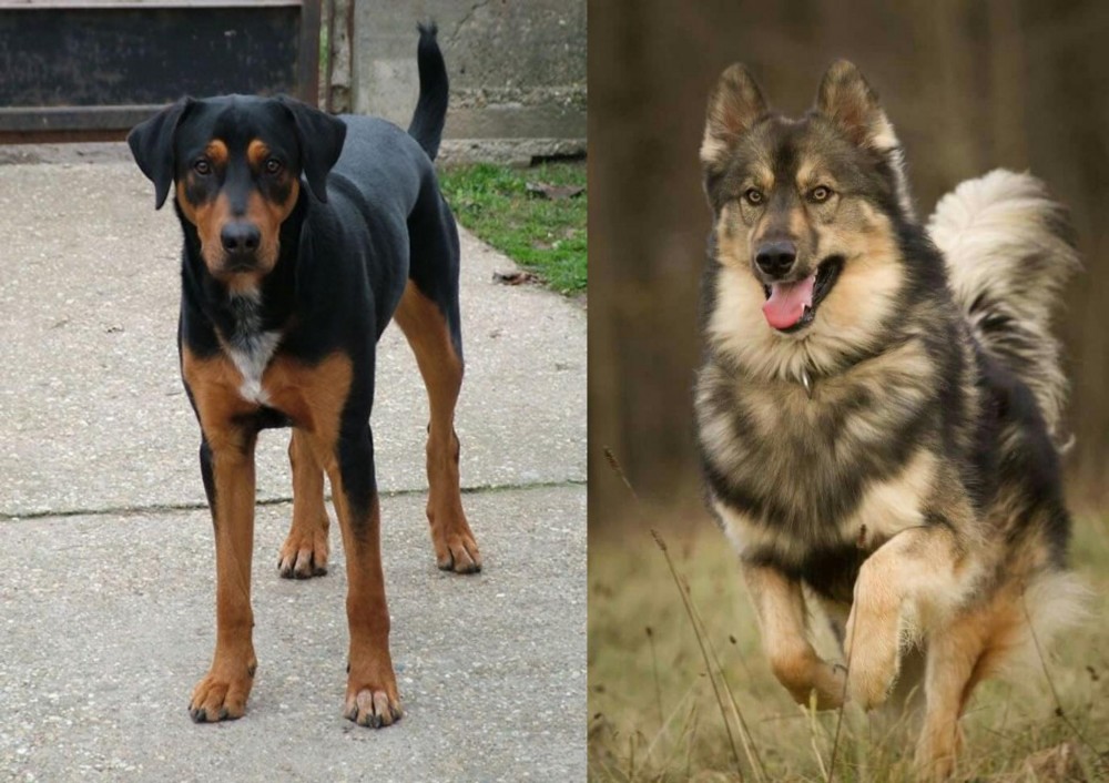 Native American Indian Dog vs Hungarian Hound - Breed Comparison