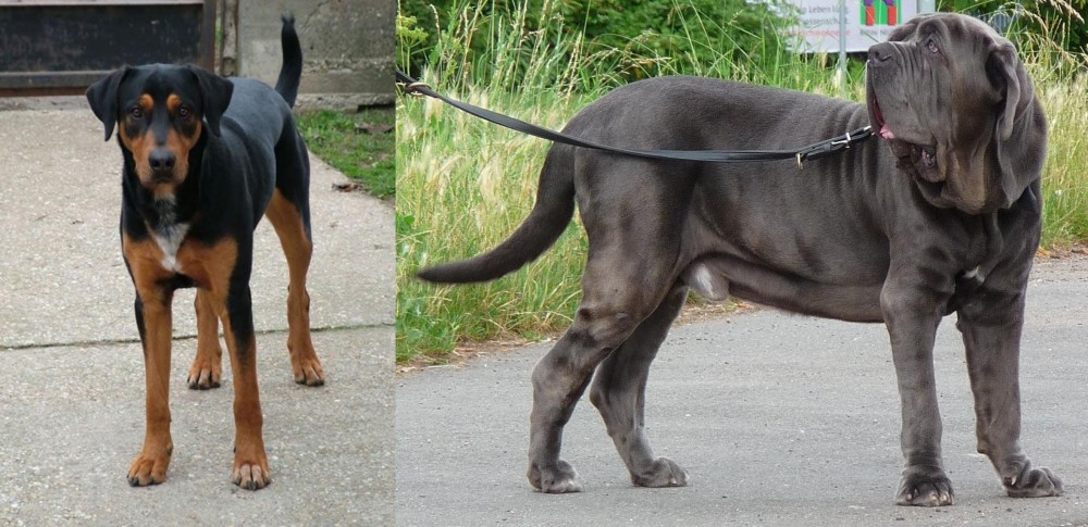 Neapolitan Mastiff vs Hungarian Hound - Breed Comparison