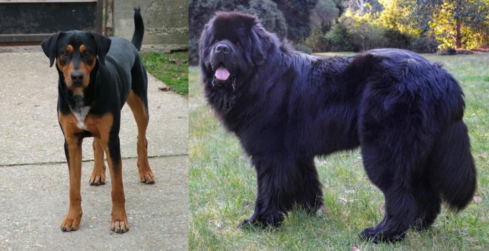 Newfoundland Dog vs Hungarian Hound - Breed Comparison