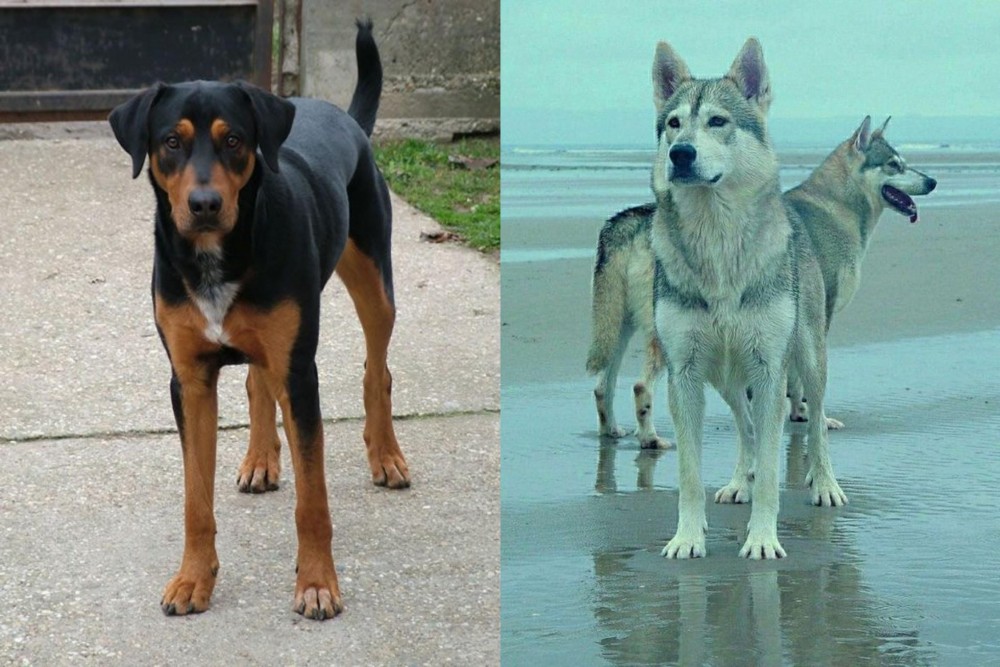 Northern Inuit Dog vs Hungarian Hound - Breed Comparison