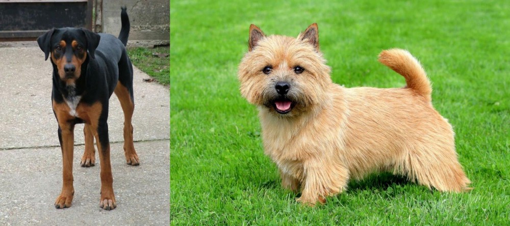 Norwich Terrier vs Hungarian Hound - Breed Comparison