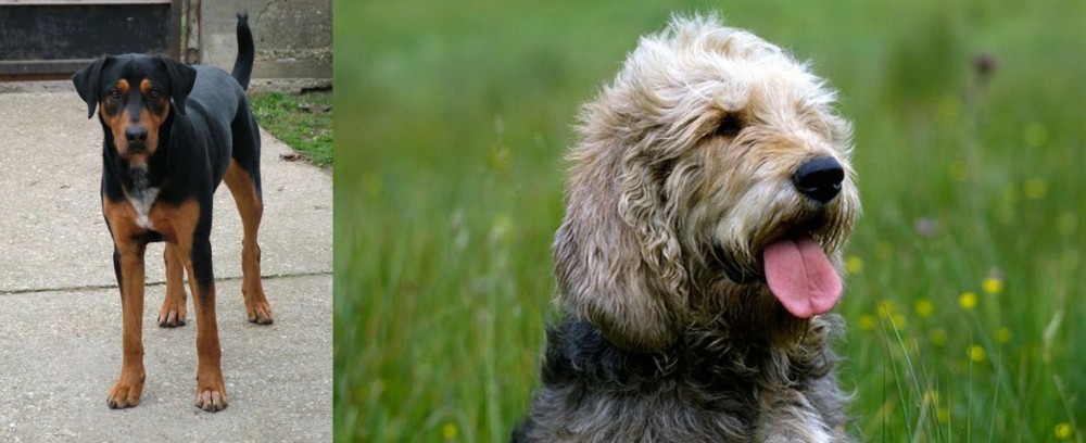 Otterhound vs Hungarian Hound - Breed Comparison