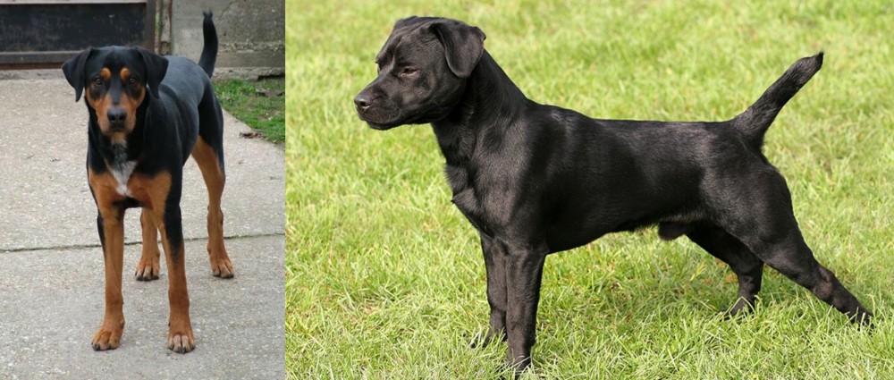 Patterdale Terrier vs Hungarian Hound - Breed Comparison