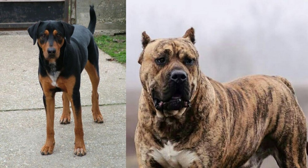 Perro de Presa Canario vs Hungarian Hound - Breed Comparison