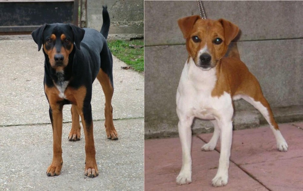 Plummer Terrier vs Hungarian Hound - Breed Comparison