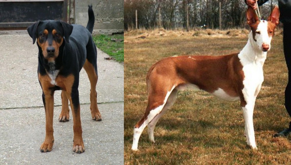 Podenco Canario vs Hungarian Hound - Breed Comparison