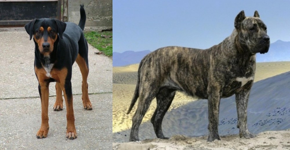 Presa Canario vs Hungarian Hound - Breed Comparison