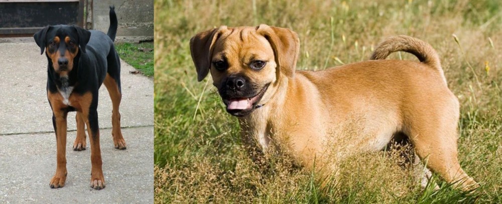 Puggle vs Hungarian Hound - Breed Comparison
