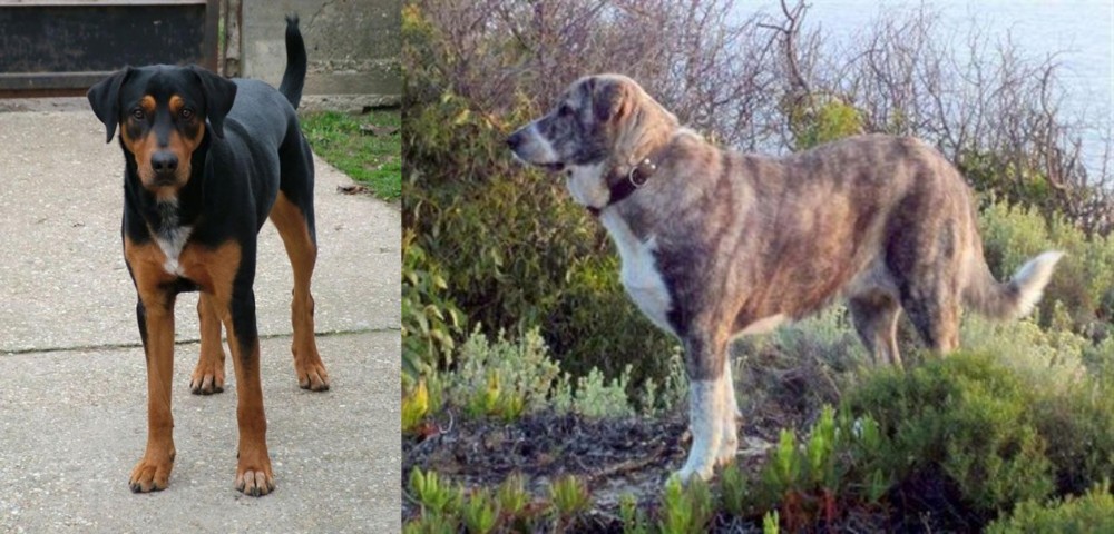 Rafeiro do Alentejo vs Hungarian Hound - Breed Comparison