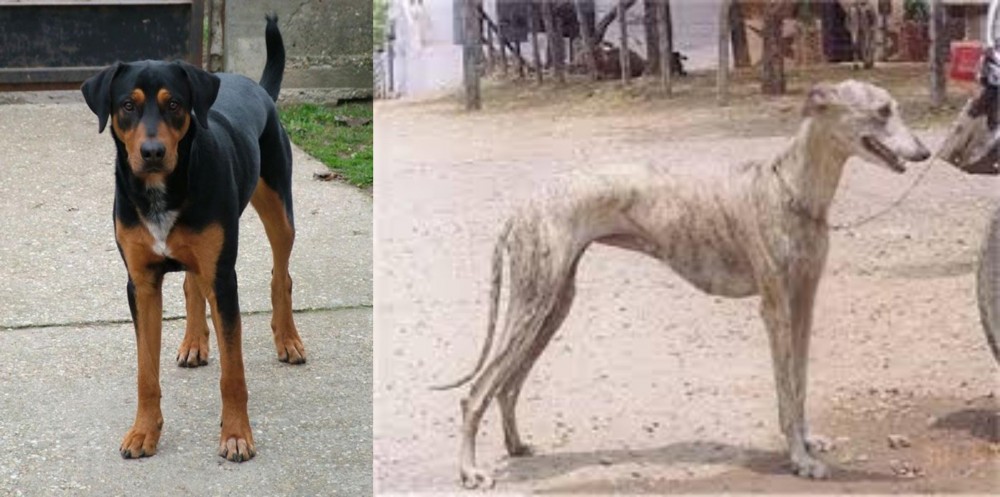Rampur Greyhound vs Hungarian Hound - Breed Comparison