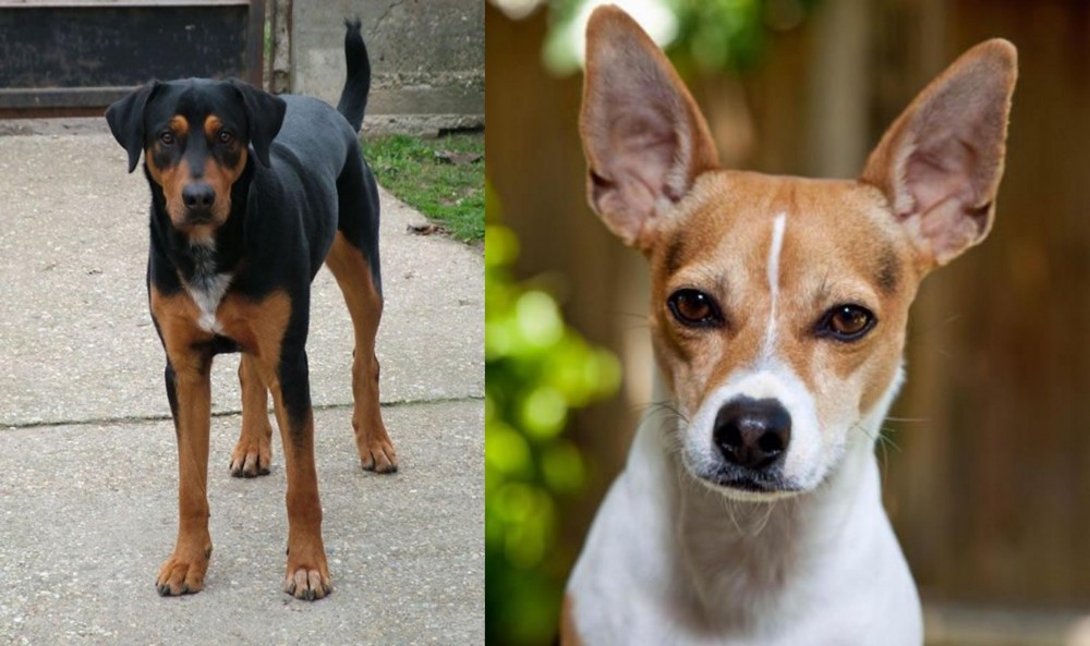 Rat Terrier vs Hungarian Hound - Breed Comparison