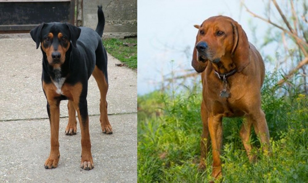 Redbone Coonhound vs Hungarian Hound - Breed Comparison