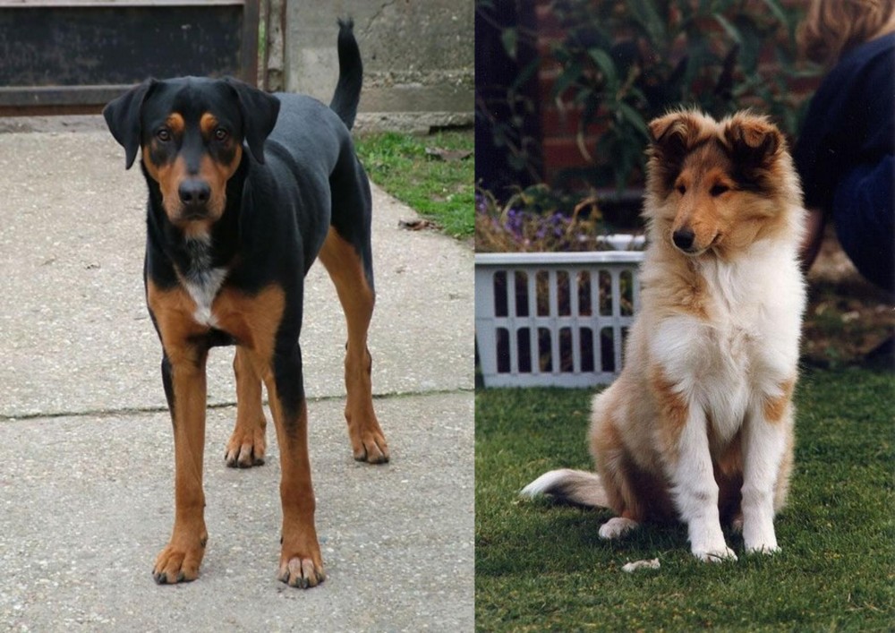 Rough Collie vs Hungarian Hound - Breed Comparison