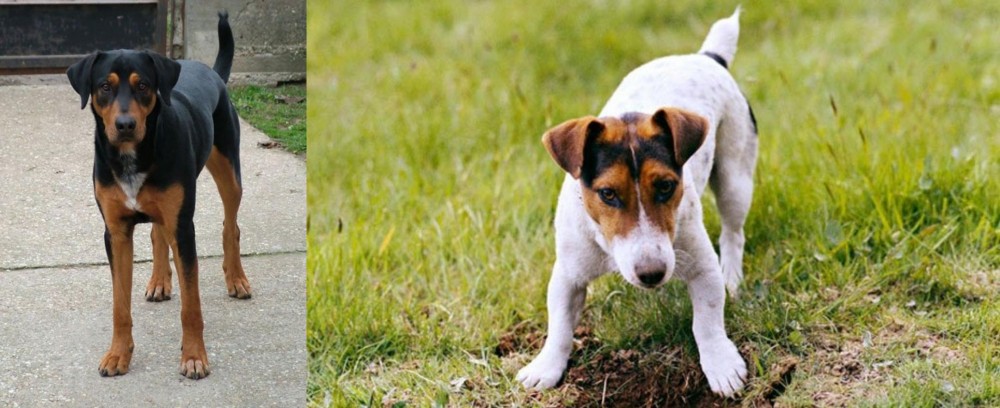 Russell Terrier vs Hungarian Hound - Breed Comparison
