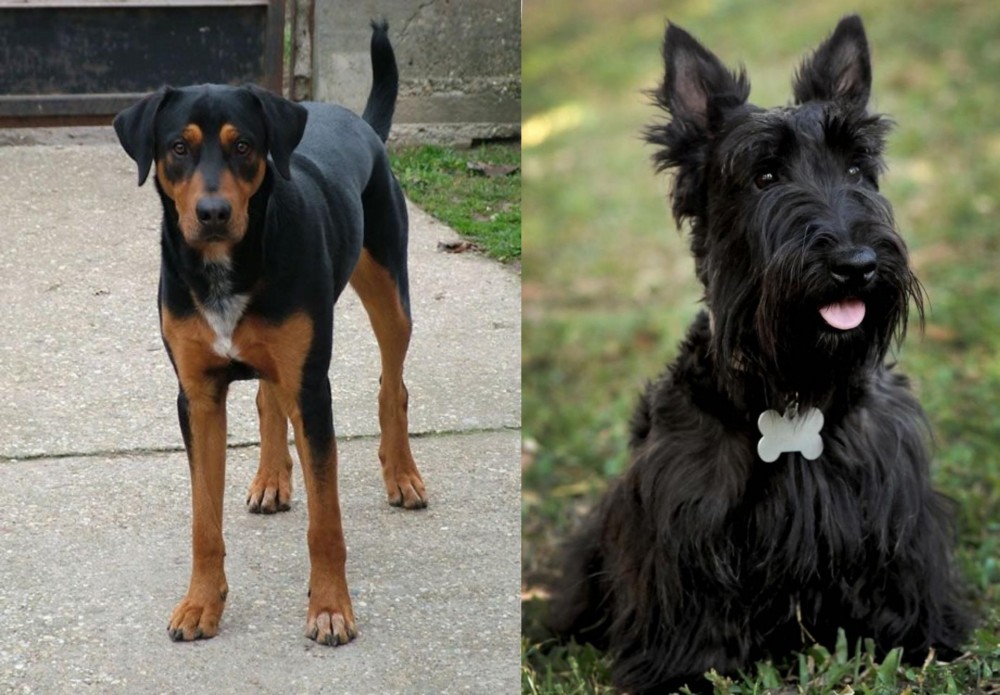 Scoland Terrier vs Hungarian Hound - Breed Comparison