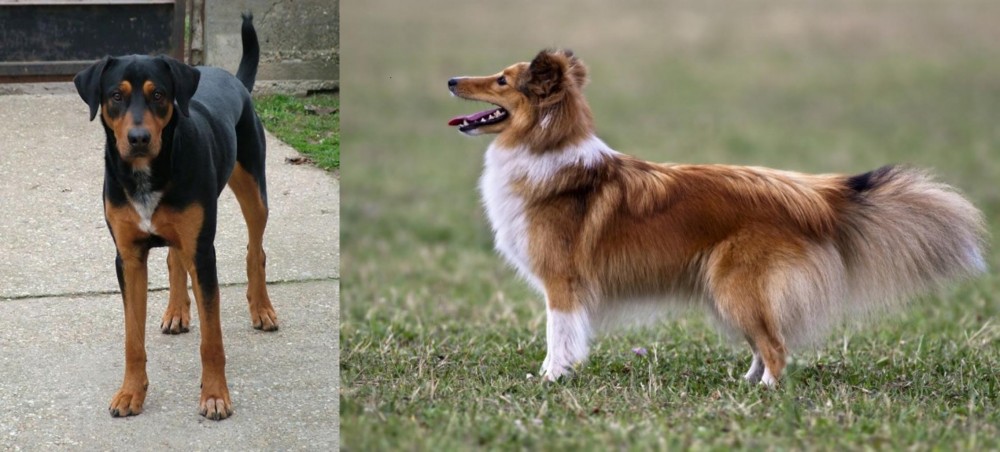 Shetland Sheepdog vs Hungarian Hound - Breed Comparison