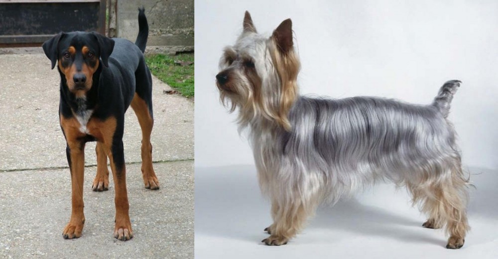 Silky Terrier vs Hungarian Hound - Breed Comparison