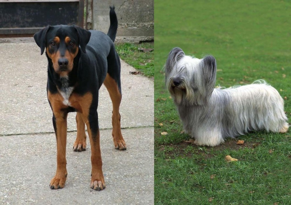 Skye Terrier vs Hungarian Hound - Breed Comparison