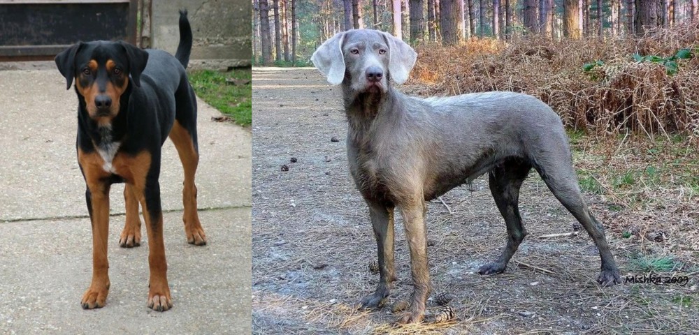 Slovensky Hrubosrsty Stavac vs Hungarian Hound - Breed Comparison