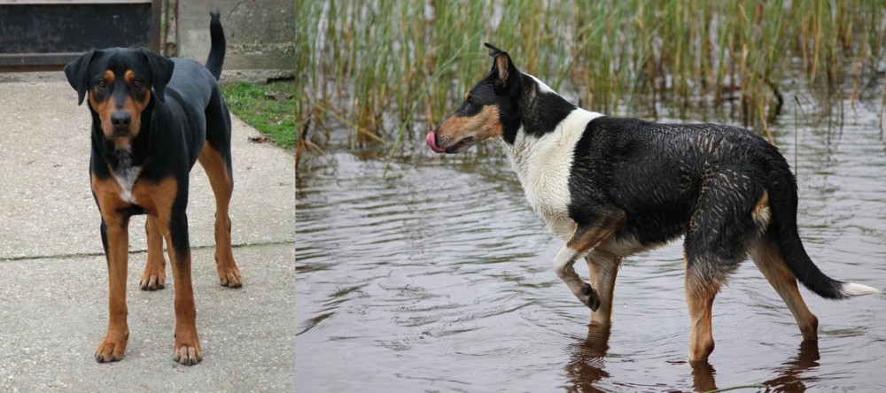 Smooth Collie vs Hungarian Hound - Breed Comparison