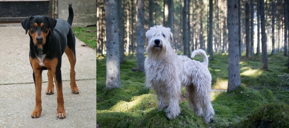 Soft-Coated Wheaten Terrier vs Hungarian Hound - Breed Comparison