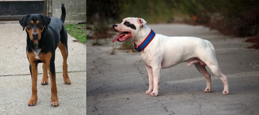 Staffordshire Bull Terrier vs Hungarian Hound - Breed Comparison