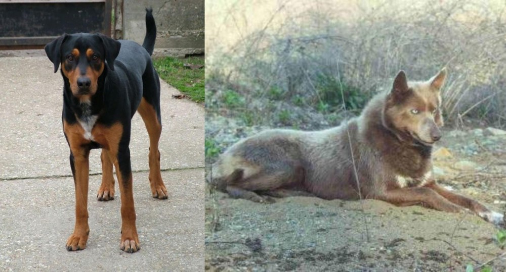 Tahltan Bear Dog vs Hungarian Hound - Breed Comparison