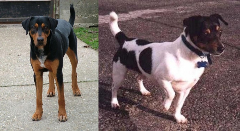 Teddy Roosevelt Terrier vs Hungarian Hound - Breed Comparison