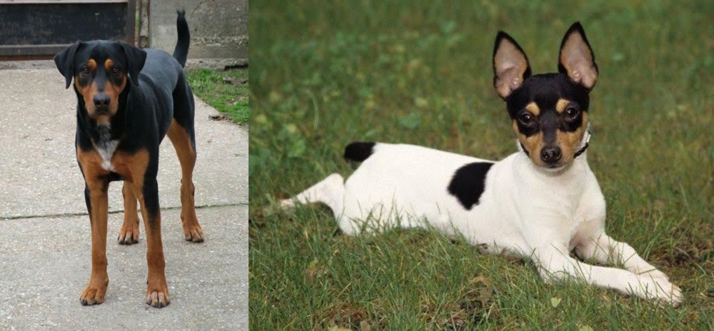 Toy Fox Terrier vs Hungarian Hound - Breed Comparison