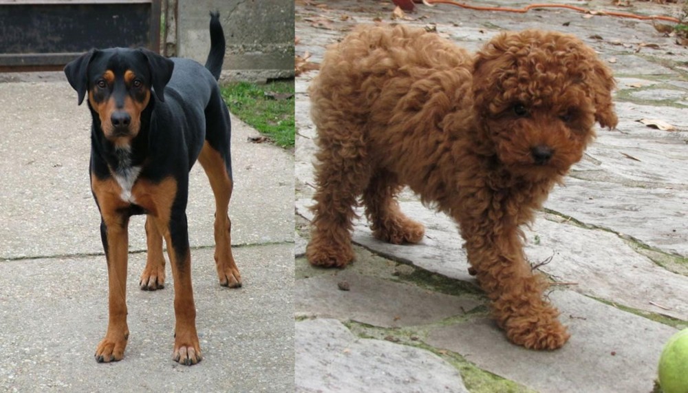 Toy Poodle vs Hungarian Hound - Breed Comparison