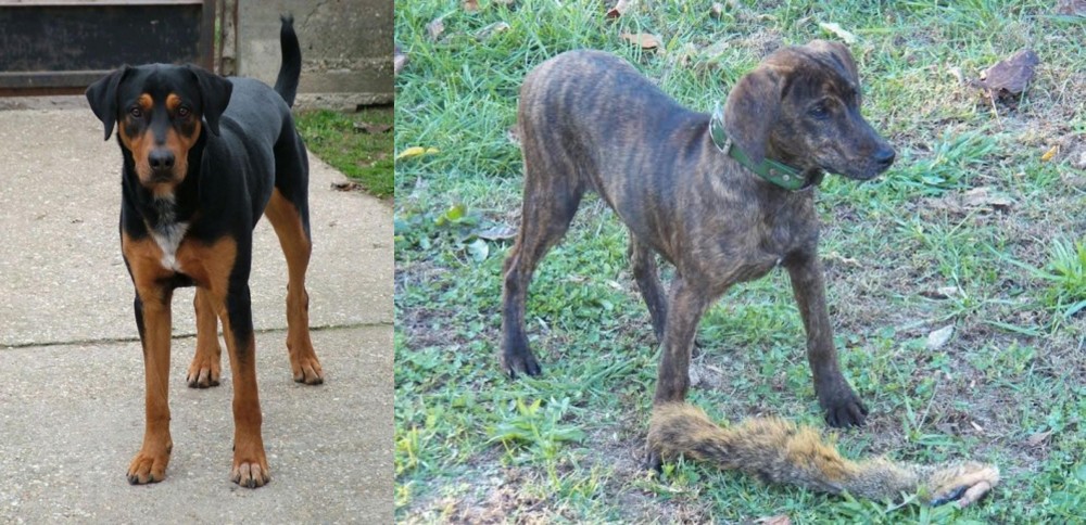 Treeing Cur vs Hungarian Hound - Breed Comparison