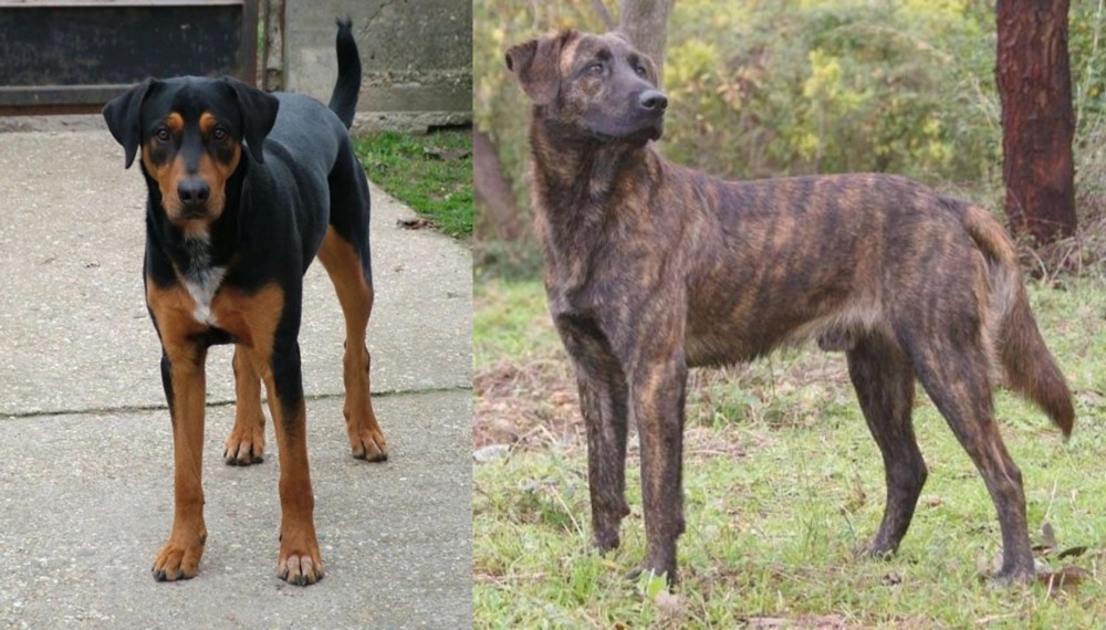 Treeing Tennessee Brindle vs Hungarian Hound - Breed Comparison