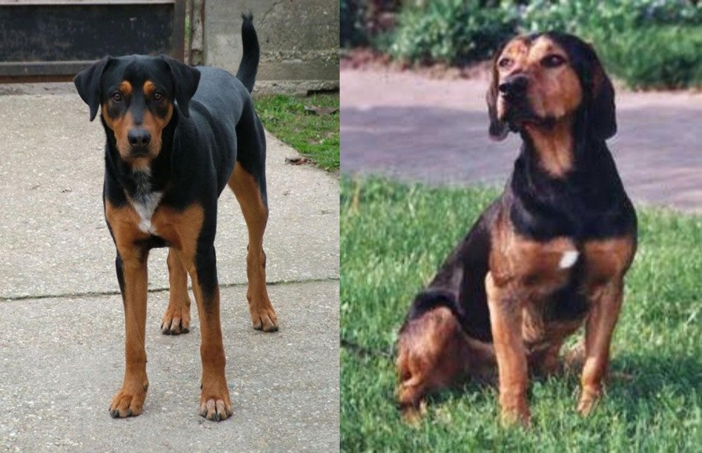 Tyrolean Hound vs Hungarian Hound - Breed Comparison