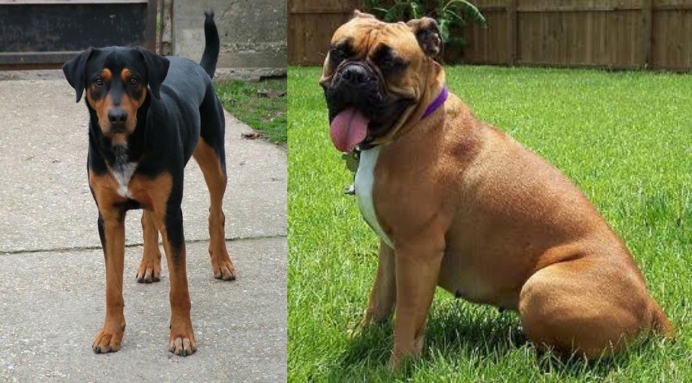Valley Bulldog vs Hungarian Hound - Breed Comparison