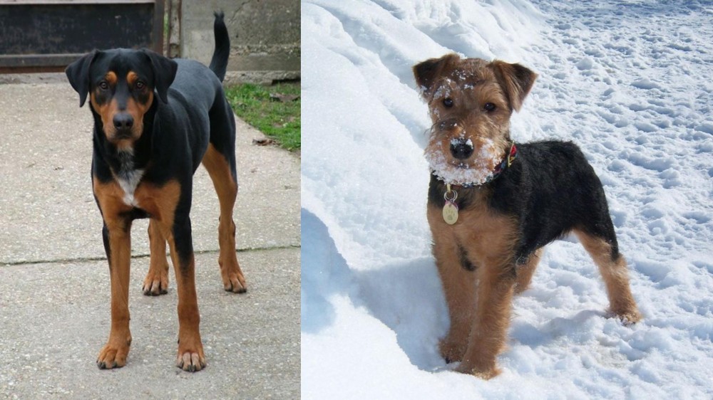 Welsh Terrier vs Hungarian Hound - Breed Comparison