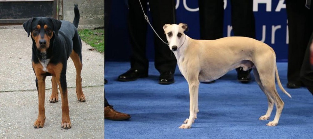 Whippet vs Hungarian Hound - Breed Comparison
