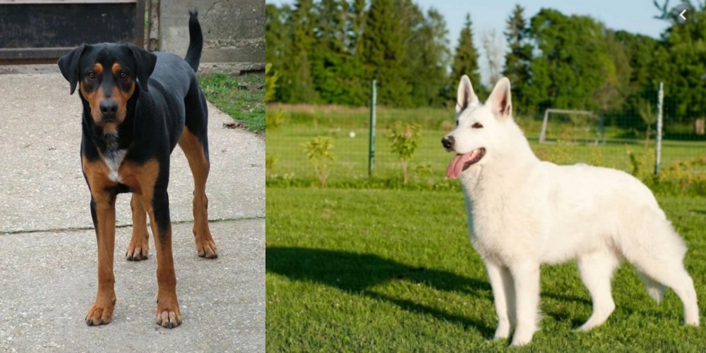 White Shepherd vs Hungarian Hound - Breed Comparison