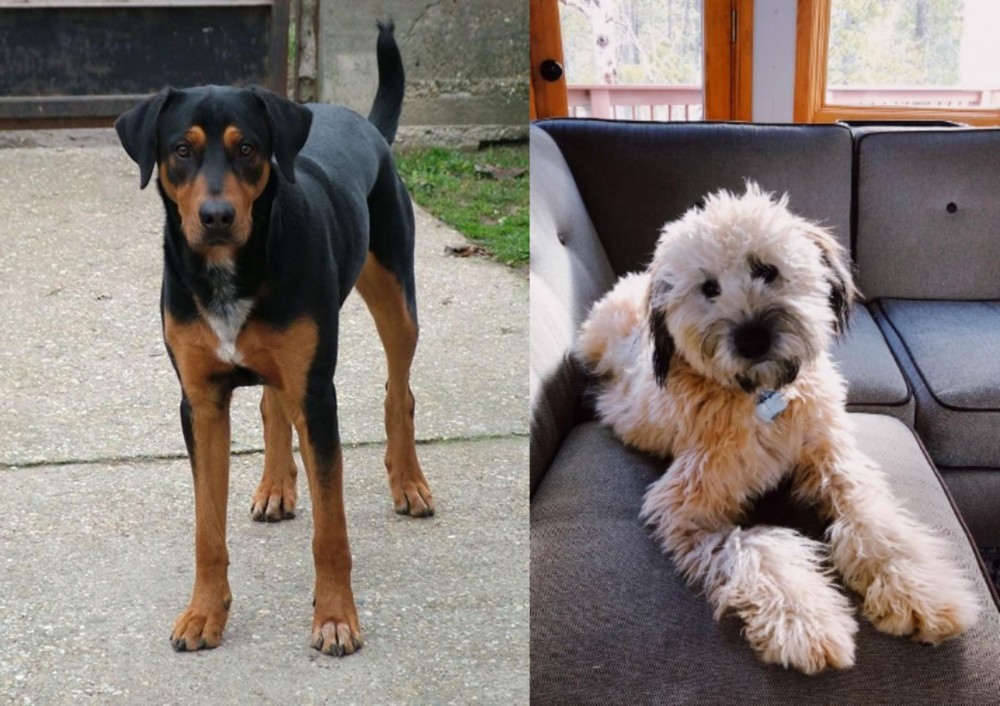 Whoodles vs Hungarian Hound - Breed Comparison