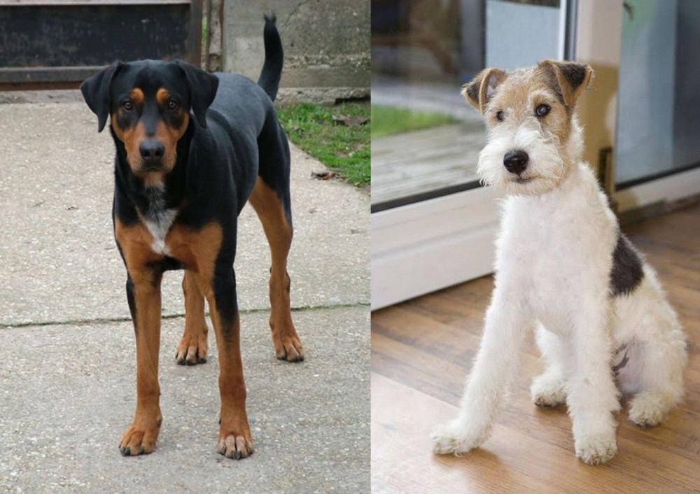 Wire Fox Terrier vs Hungarian Hound - Breed Comparison